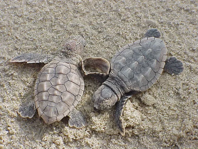 El año salvaje de la Moskitia: mes a mes con tortugas, manatíes y tiburones que suben ríos