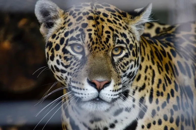 La sombra que camina sola: el jaguar de la Moskitia y quienes se juegan la vida por salvarlo