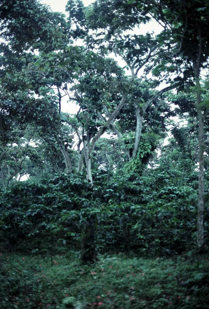 Grano escondido, miel de monte: la ruta del café y el cacao que casi nadie conoce